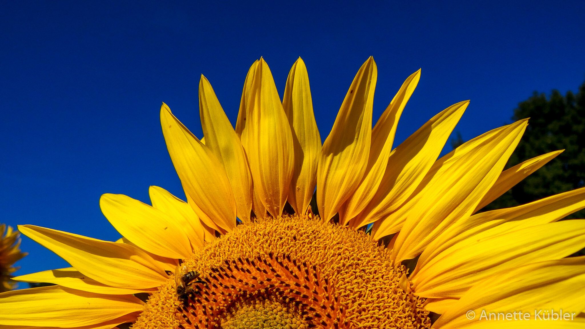 strahlende Sonnenblume