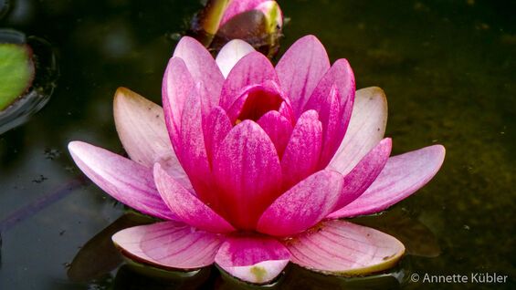 wundervolle Seerosenblüte im Teich