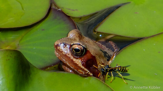 entspannter Frosch im Teich mit Wespe