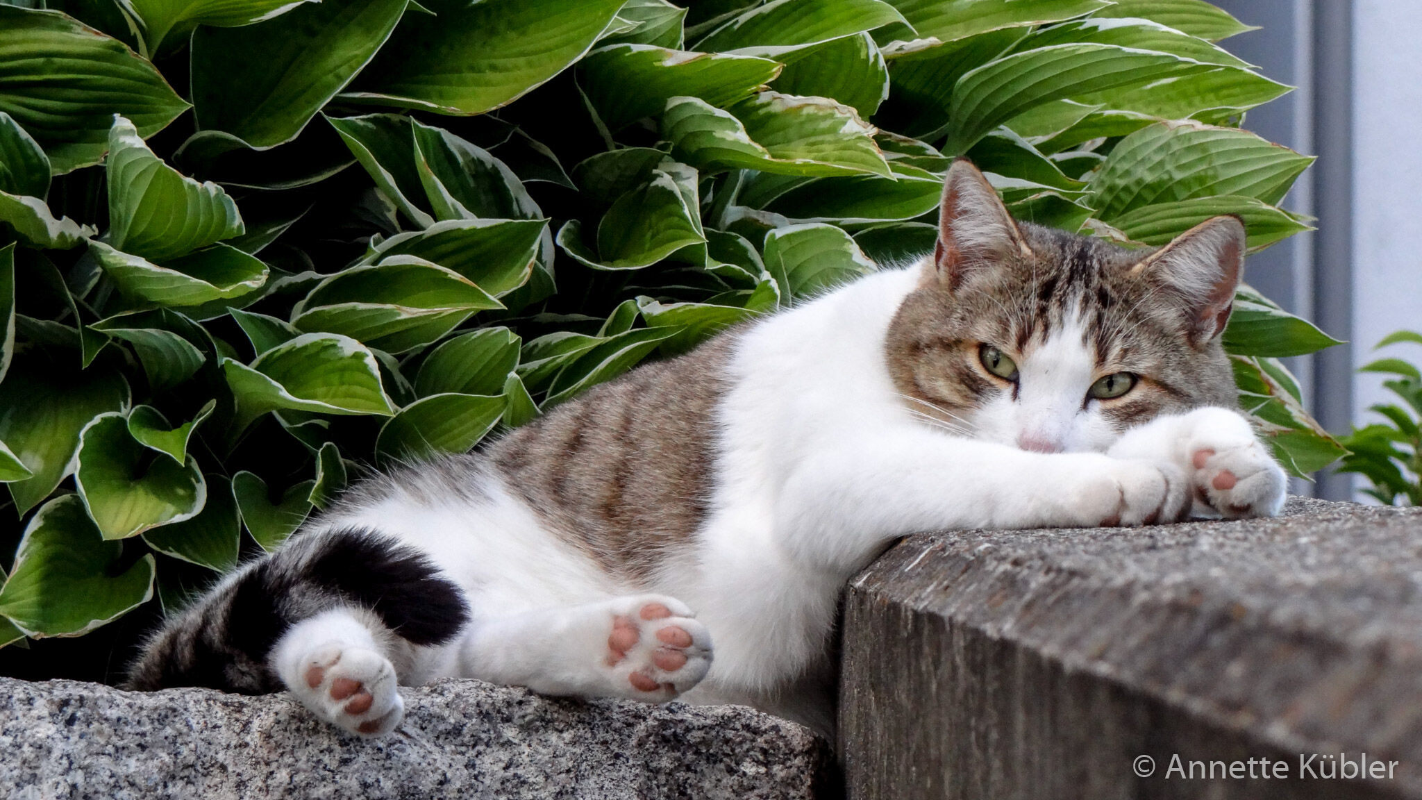 Katze Cindy ganz entspannt