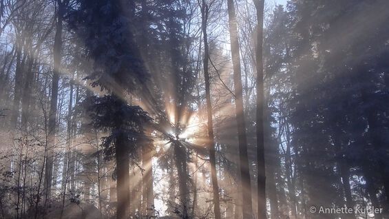 Sonnenstrahlen dringen im Wald durch den Nebel