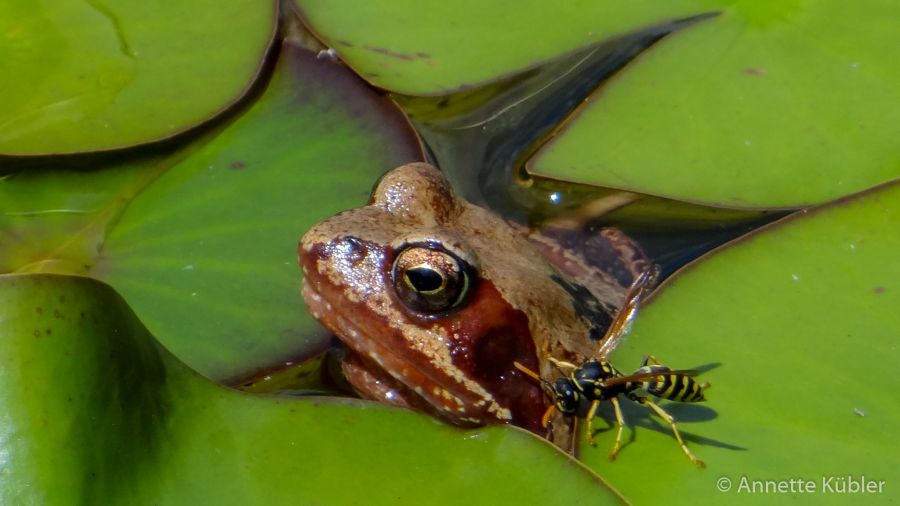 entspannter Frosch im Teich mit Wespe