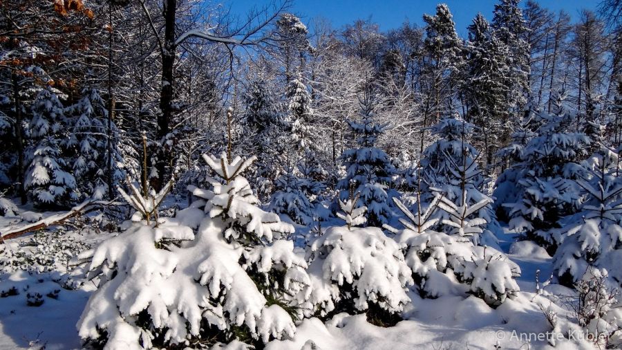 Winter auf dem Friedberg