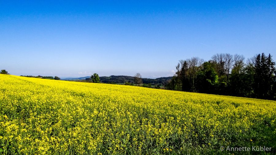 blühendes Rapsfeld auf dem Friedberg