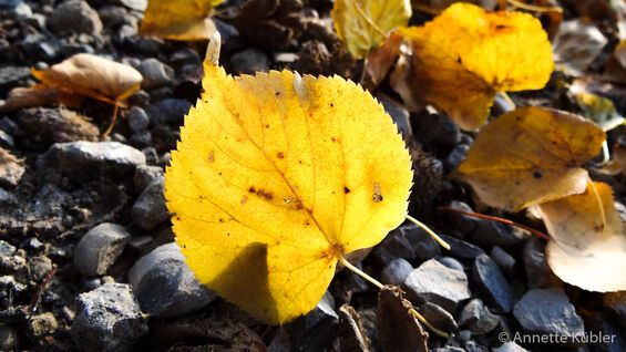 leuchtendes Blatt im Herbst
