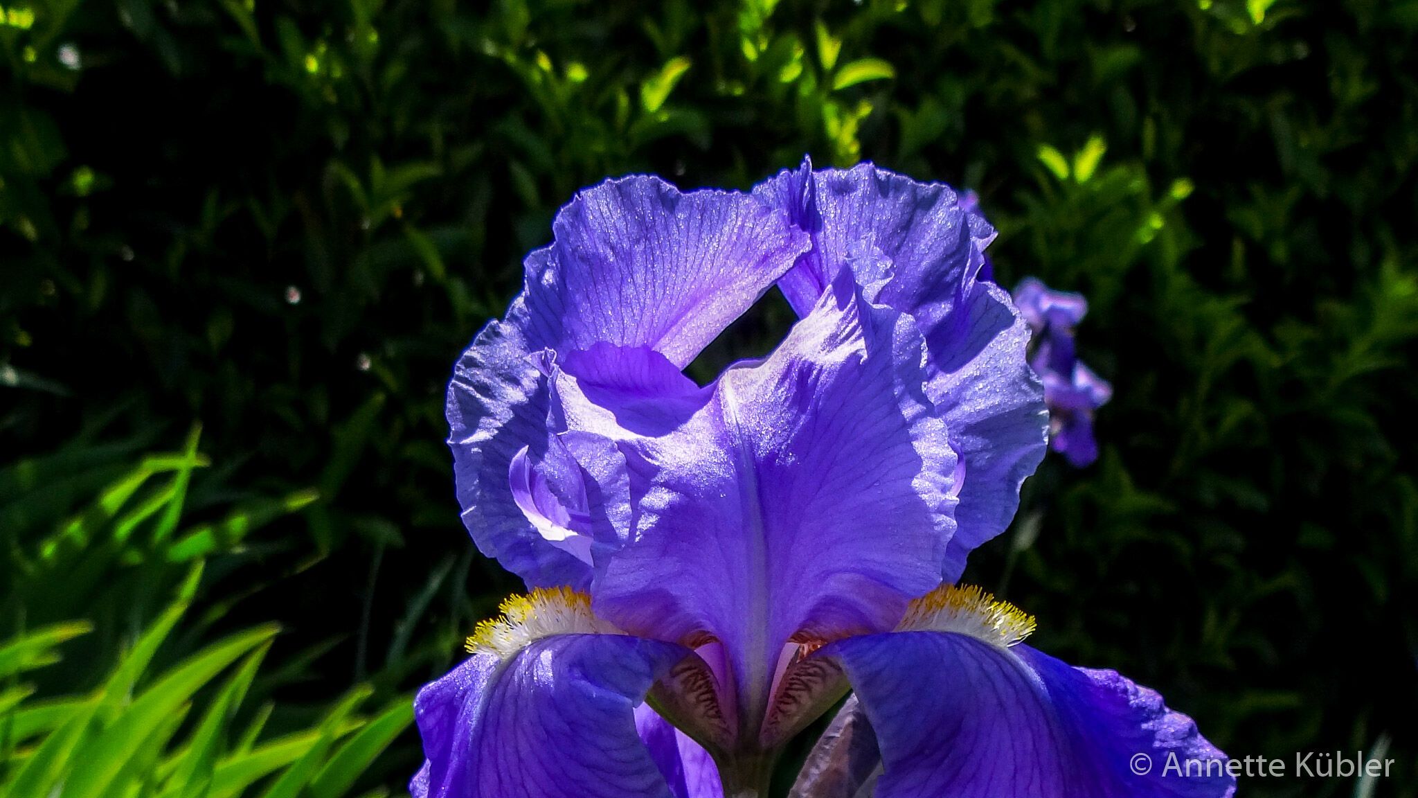 blühende Iris im Garten von Annette Kübler